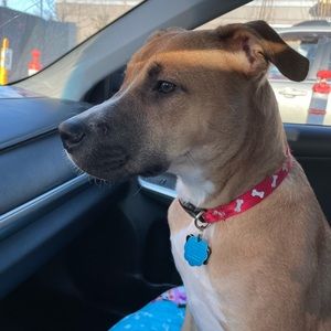 Meet your Posher, Genesis